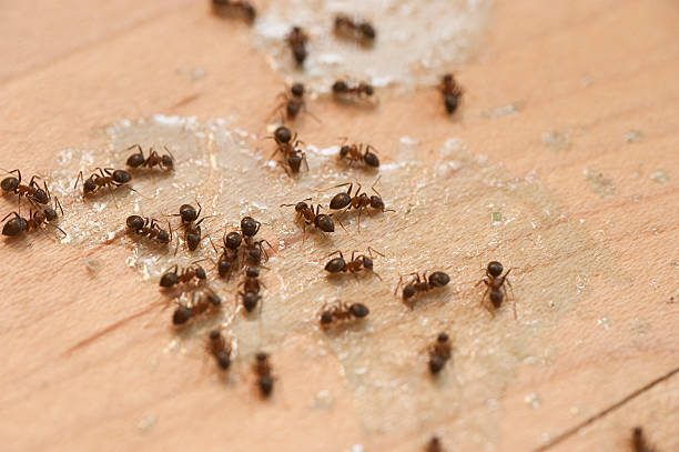 Marin City, CA Pest Control Company
